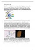 uitgeschreven tekst over de leerstof van module 1 celbiologie - mogelijke examenvragen 