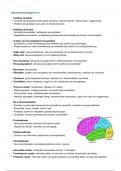 Neurowetenschappen Samenvatting