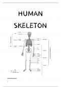 Summary, Human Skeleton - Life Sciences (Biology)(IEB)