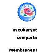 OCR A A-Level biology chapter 2.4 eukaryotic cell structure 