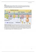 Leerstof les 6 - Citroenzuurcyclus en oxidatieve fosforylering