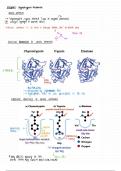 Biochemistry 214: Enzymes - chym0trypsin mechanism