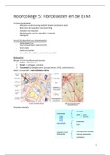 Hoorcolleges en zelfstudie Bindweefsel (HC 5- 6)