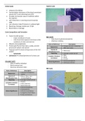 Microscopic Examination of Urine Part 1