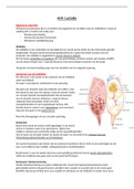 Samenvatting H19: Lactatie Veterinaire Fysiologie B (2020-2021)