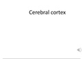 Neuroanatomy Notes: Cerebral Cortex
