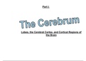 Neuroanatomy notes: The Cerebrum