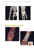 H4: deel 9 Functionele anatomie: extremiteiten en romp (boek van prof Tom Van Hoof )