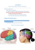 Notes on Lecture 4 of Biopsychology: Brain Structure & Function, UCT (PSY1004F)
