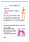 Anatomie ademhalingsstelsel