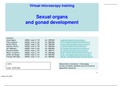 BBS1005 Virtual Microscopy sexual organs Powerpoint